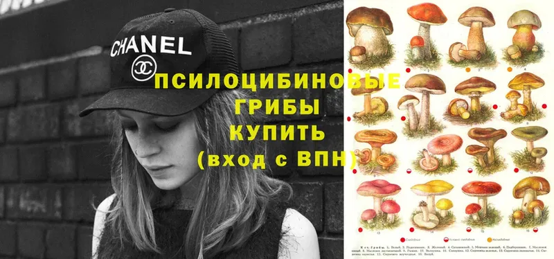 Галлюциногенные грибы Psilocybe  shop как зайти  Нариманов 